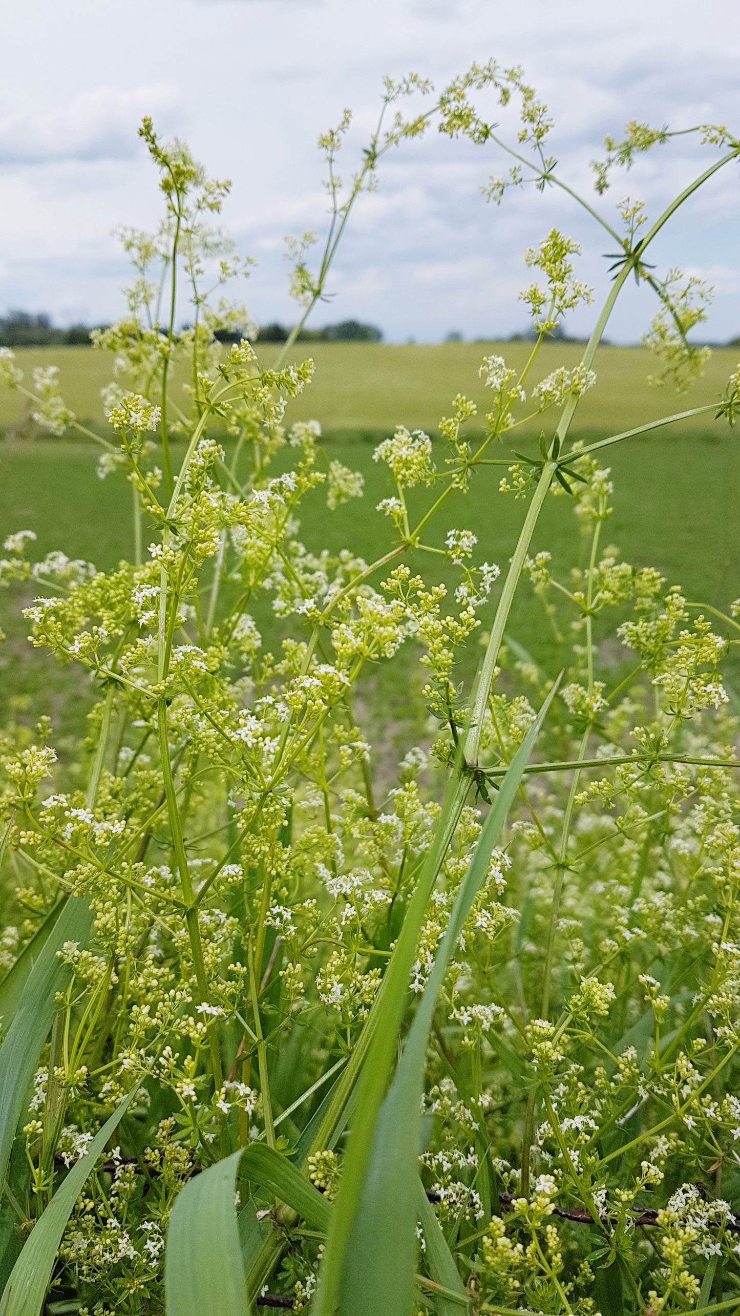 Lady's Bedstraw Soap