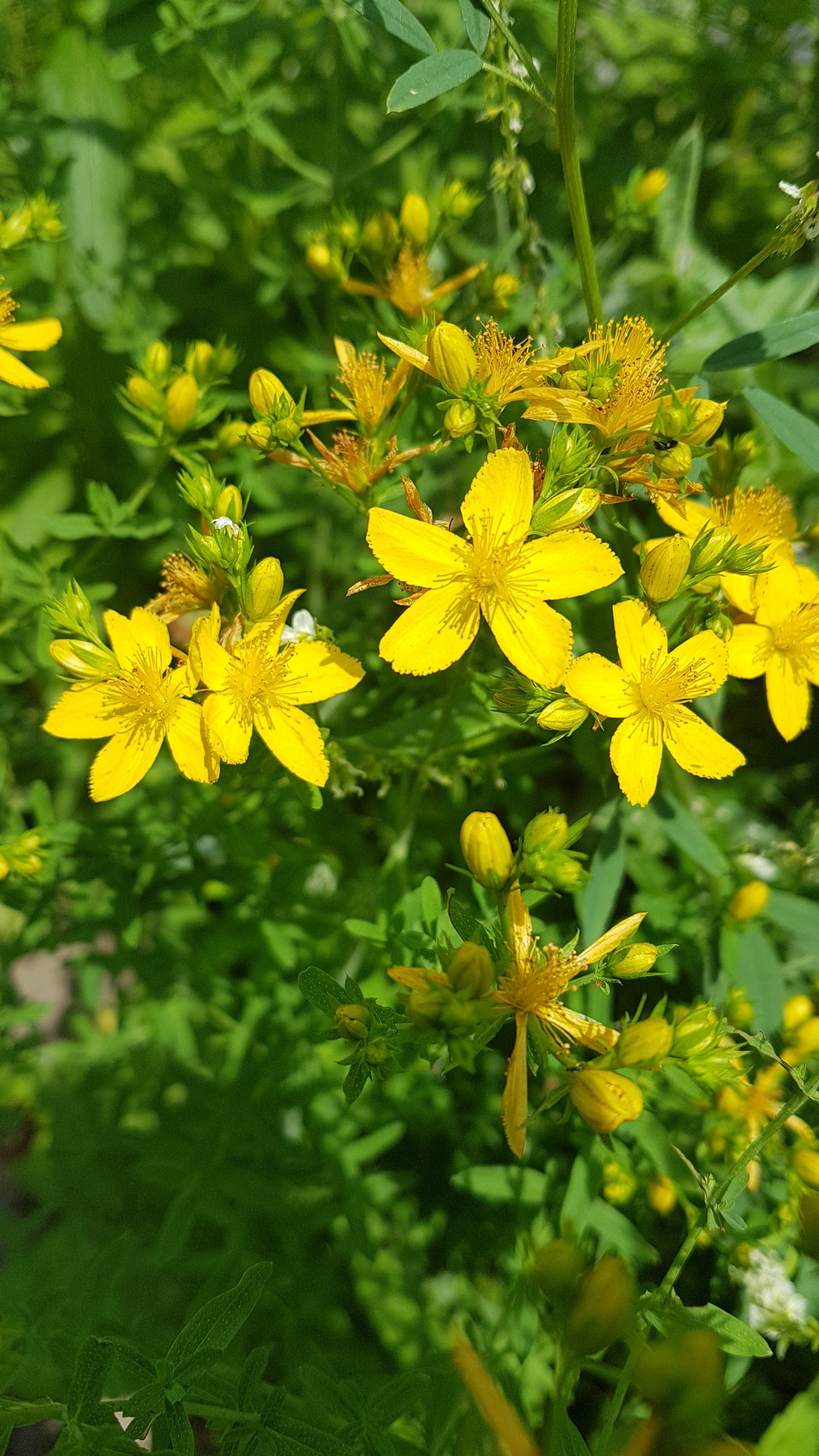 St. John's Wort Salve