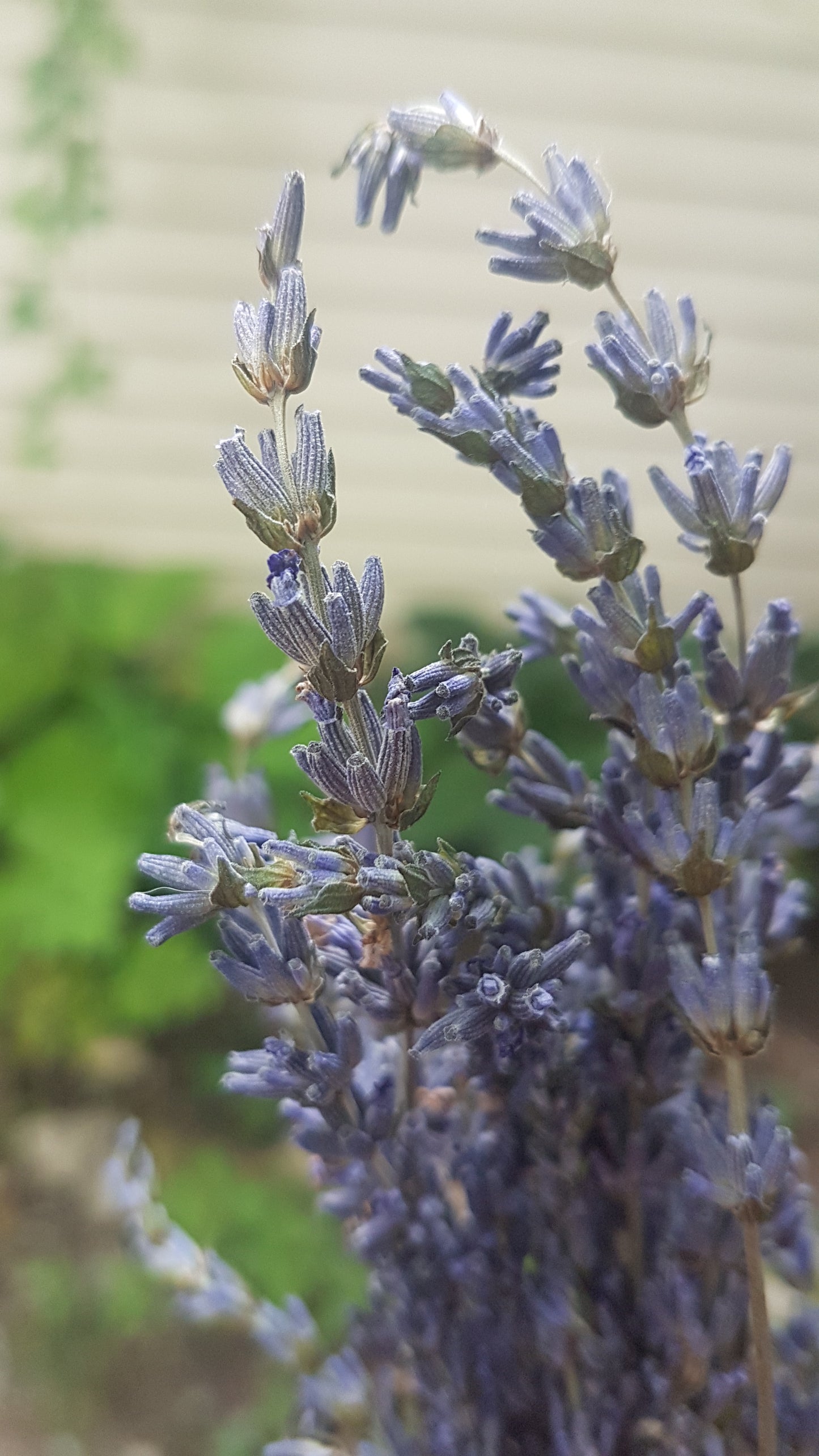 Lavender Soap