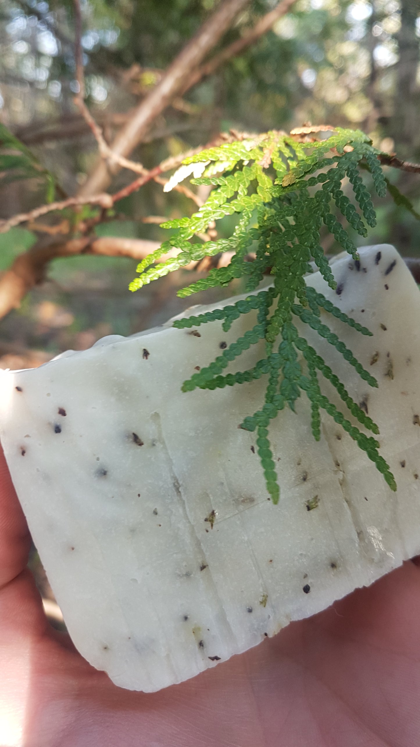 Cedar Soap