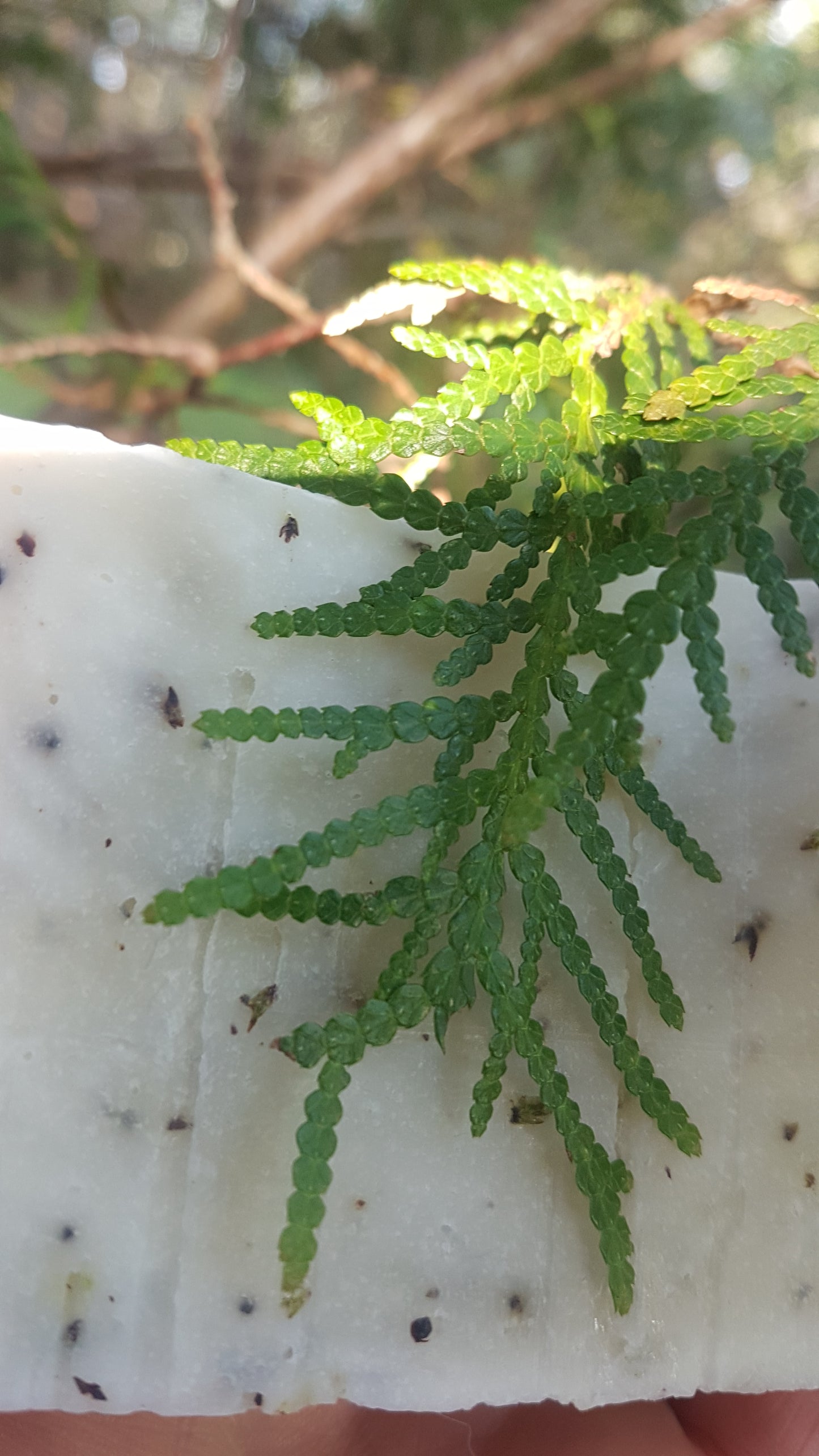 Cedar Soap