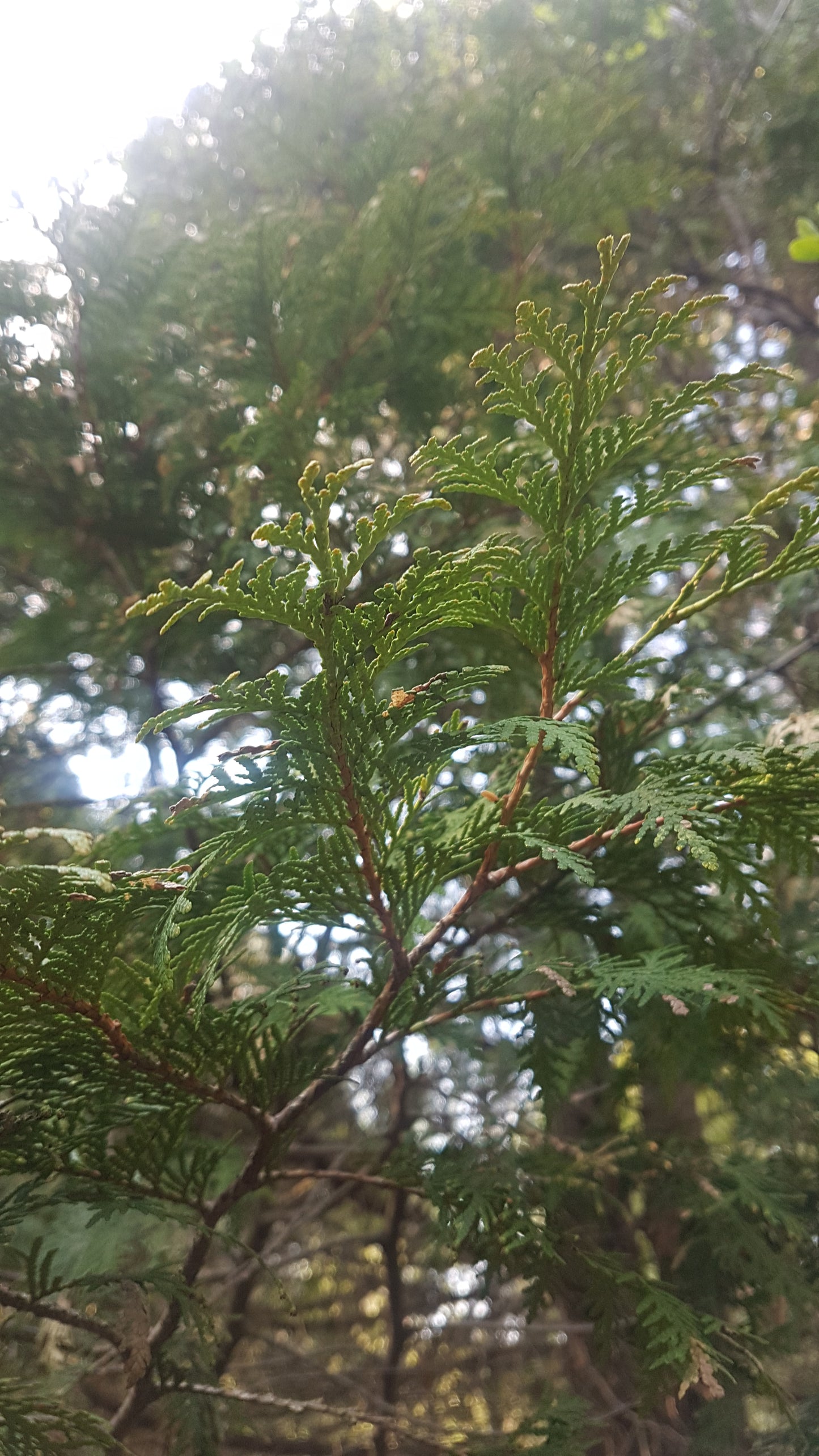 Cedar Soap