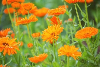 Calendula Flower Soap