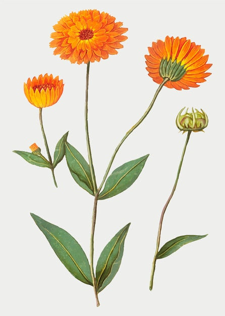 Calendula Flower Soap