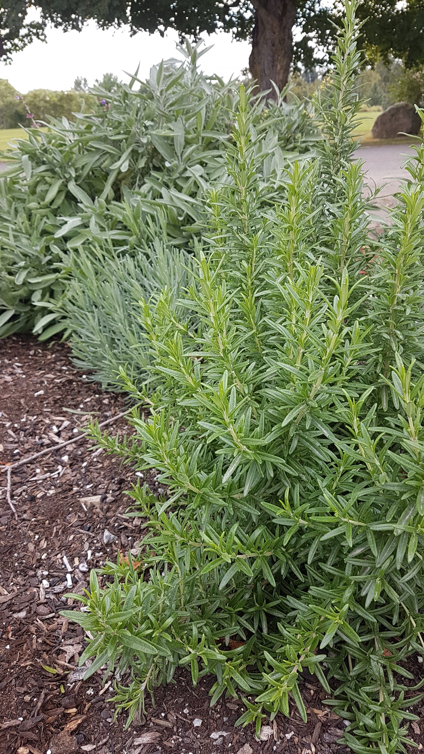 Rosemary Salve - 3 oz. jar