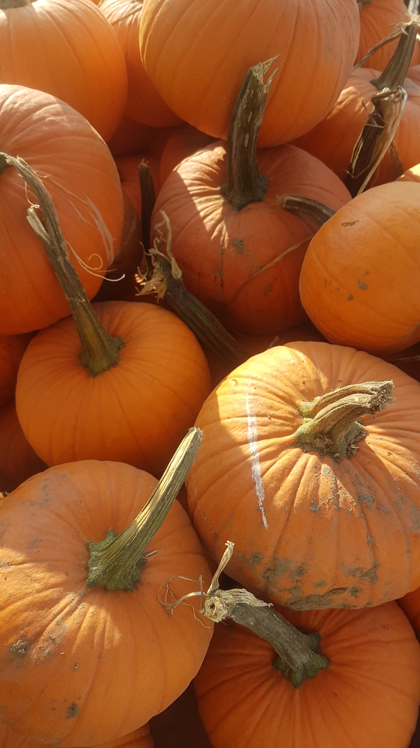Goat Milk Pumpkin Spice Soap