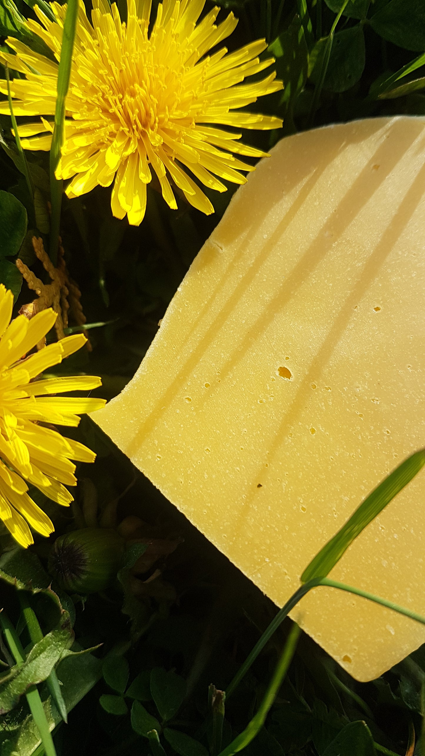 Dandelion Soap