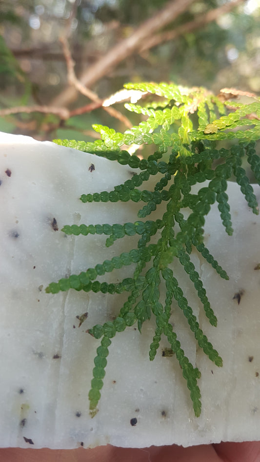 Cedar Soap