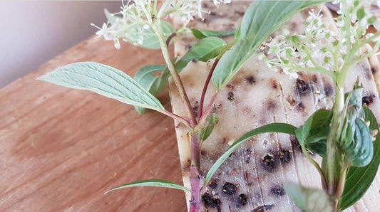 Elderberry Soap